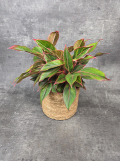 Aglaonema Jungle Red XXL