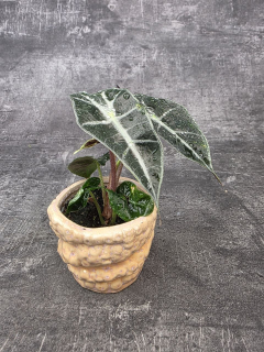 Alocasia Polly mini