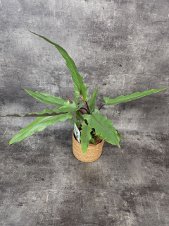 Alocasia Lauterbachiana