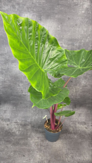Alocasia Wentii