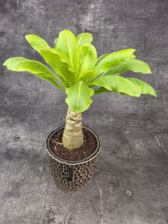 Brighamia insignis