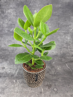 Clusia rosea princess