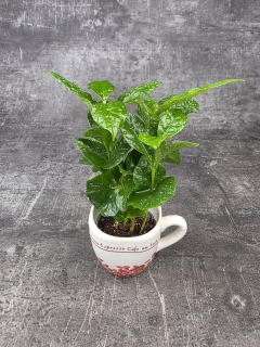 Coffea Arabica hrnek