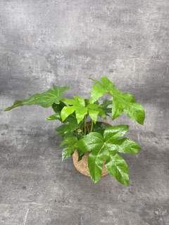 Fatsia Japonica 