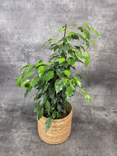 Ficus Danielle