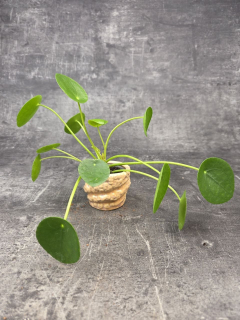 Pilea Pepermoides mini