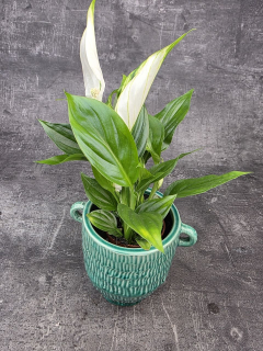 Spathiphyllum Pearl Cupido mini
