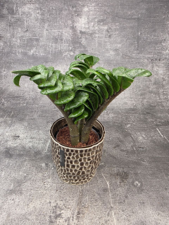 Zamioculcas Zamiifolia Zenzi 11 cm