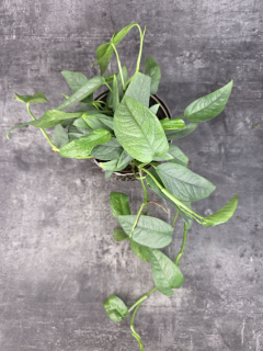 Epipremnum Cebu Blue
