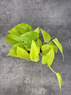 Epipremnum Pinnatum Golden Pothos 12 cm