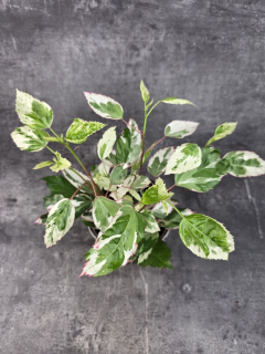 Hibiscus rosa-sinensis Variegata