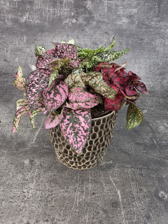 Hypoestes phyll Carnaval Carnival 12 cm