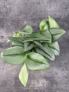 Scindapsus Moonlight