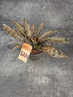 Sansevieria Coppertone