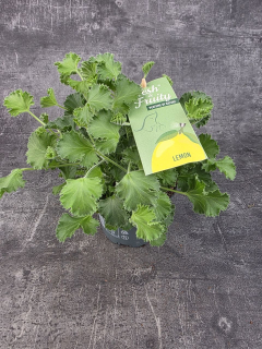 Pelargonium graveolens citron klasické listy