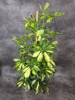 Schefflera Dalton XL