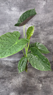 Alocasia Wentii