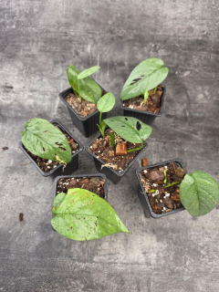 PORODNICE Epipremnum Cebu Blue