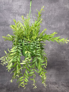 Aeschynanthus Japhrolepis