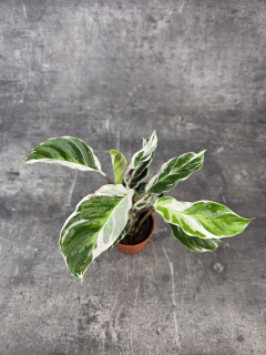 Calathea Fusion White mini