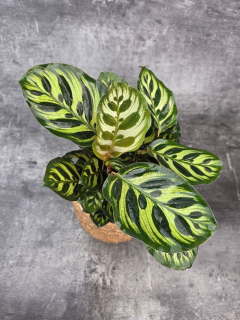 Calathea Makoyana