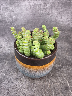 Crassula Marnieriana 