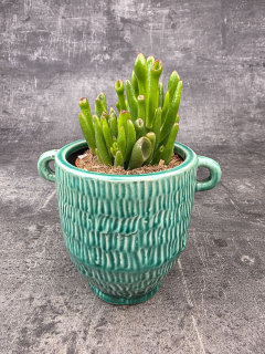 Crassula hobit 8,5 cm