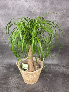 Nolina M Beaucarnea XL 80 cm