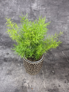 Asparagus Sprengeri