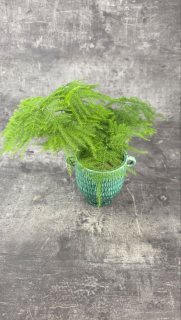 Asparagus Plumosus 9 cm