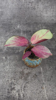 Calathea roseopicta silver mini
