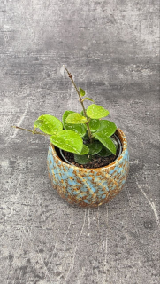 Hoya Mathilde  mini