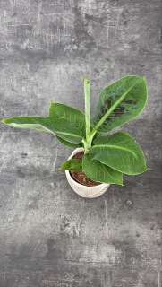 Musa Tropicana 12 cm