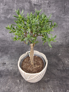 Crassula Tetragona v. Connivens bonsai dužnaté listy