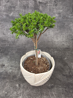 Crassula Tetragona v. Connivens bonsai jemné listy