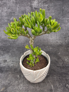 Crassula Tetragona v. Connivens bonsai hobbit variegatta