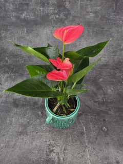 Anthurium sweet dream růžová