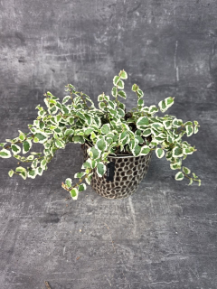 Ficus Pumila 12 cm