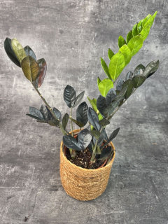 Zamioculcas Raven 14 cm