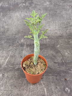 Senecio articulatus