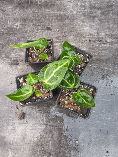 Pěstírna KYTKYshop Anthurium Christalinum