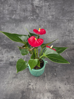Anthurium Diamond Red červená