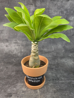Brighamia insignis 12 cm