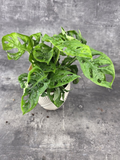 Monstera Adansonii Monkey Leaf 12 cm