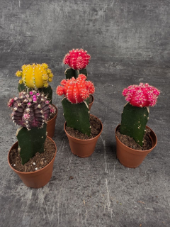 Kaktus Gymnocalycium