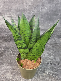 Sansevieria zeylanica ‘Fan’ pankáč 9 cm