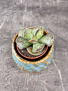 Adromischus cooperii