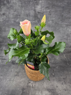 Hibiscus růžové květy