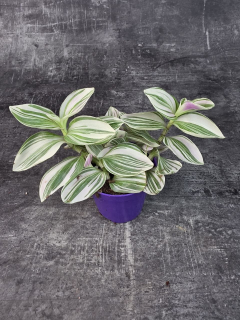 Tradescantia Unicorn 7 cm