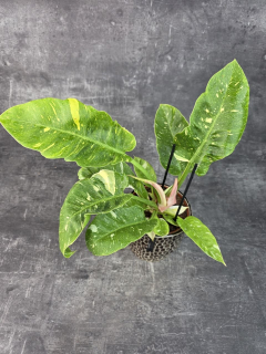 Philodendron Ring Of Fire 12 cm